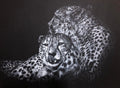 A white charcoal detailed drawing of two cheetahs resting closely together against a dark background.