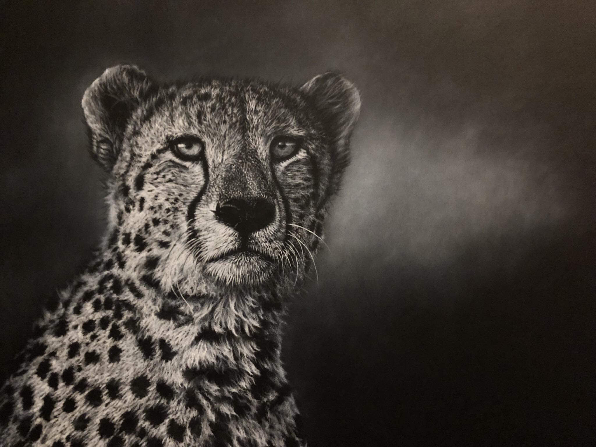 A detailed black and white portrait drawing of a cheetah or leopard's face and upper body against a dark smoky background.