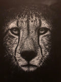 A dramatic white charcoal close-up portrait drawing of a cheetah, rendered with highly detailed fur texture and tear-like streaks around the eyes, set against a very dark background.