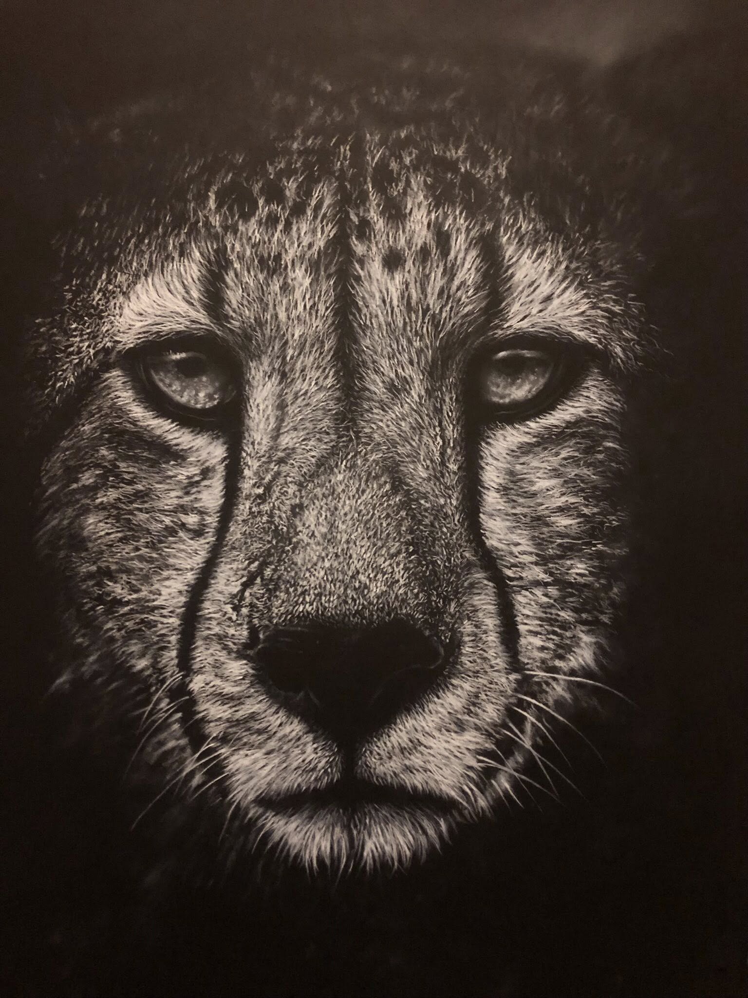 A dramatic white charcoal close-up portrait drawing of a cheetah, rendered with highly detailed fur texture and tear-like streaks around the eyes, set against a very dark background.
