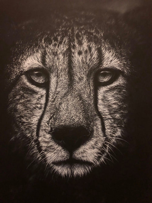A dramatic white charcoal close-up portrait drawing of a cheetah, rendered with highly detailed fur texture and tear-like streaks around the eyes, set against a very dark background.