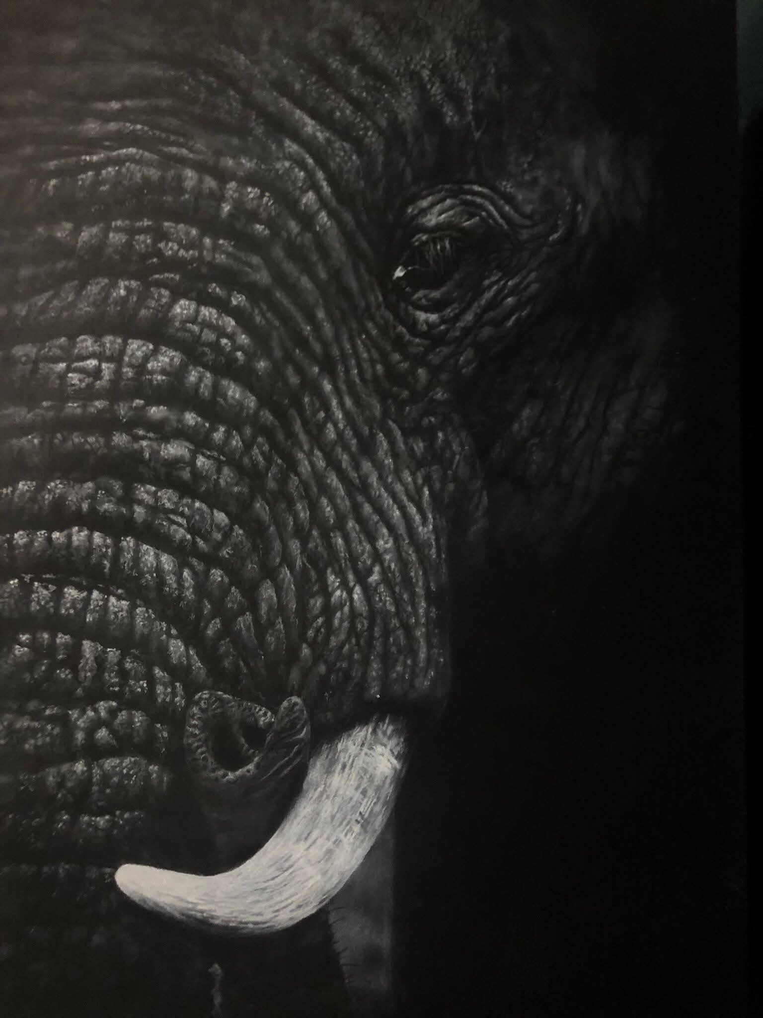 A close-up white charcoal drawing   of an African elephant's textured skin and a portion of its tusk, presented as wall art.