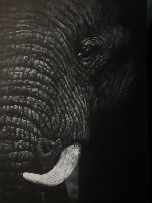 A close-up white charcoal drawing   of an African elephant's textured skin and a portion of its tusk, presented as wall art.