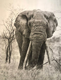 A detailed black charcoal drawing of an elephant standing in grass with bare trees in the background.