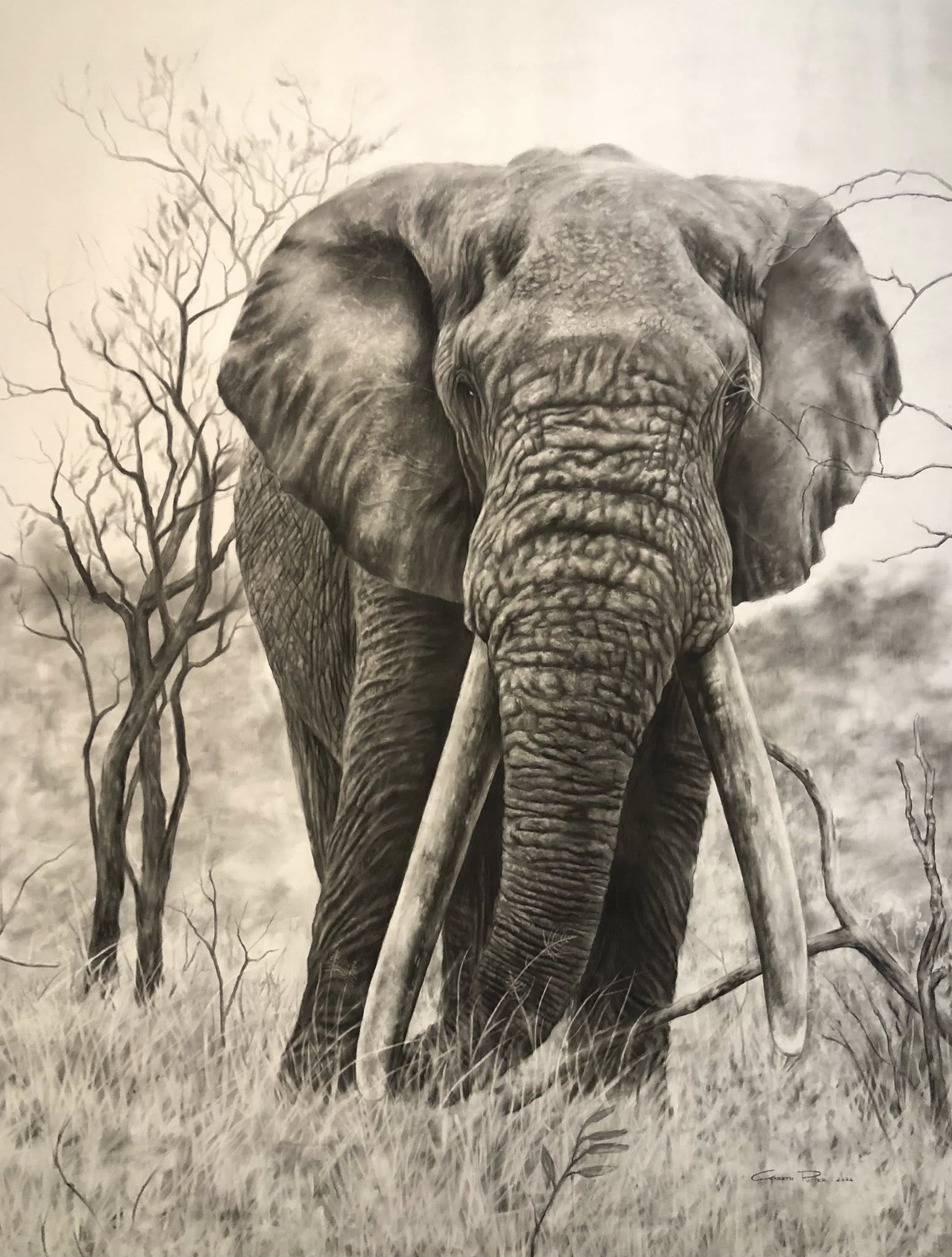 A detailed black charcoal drawing of an elephant standing in grass with bare trees in the background.