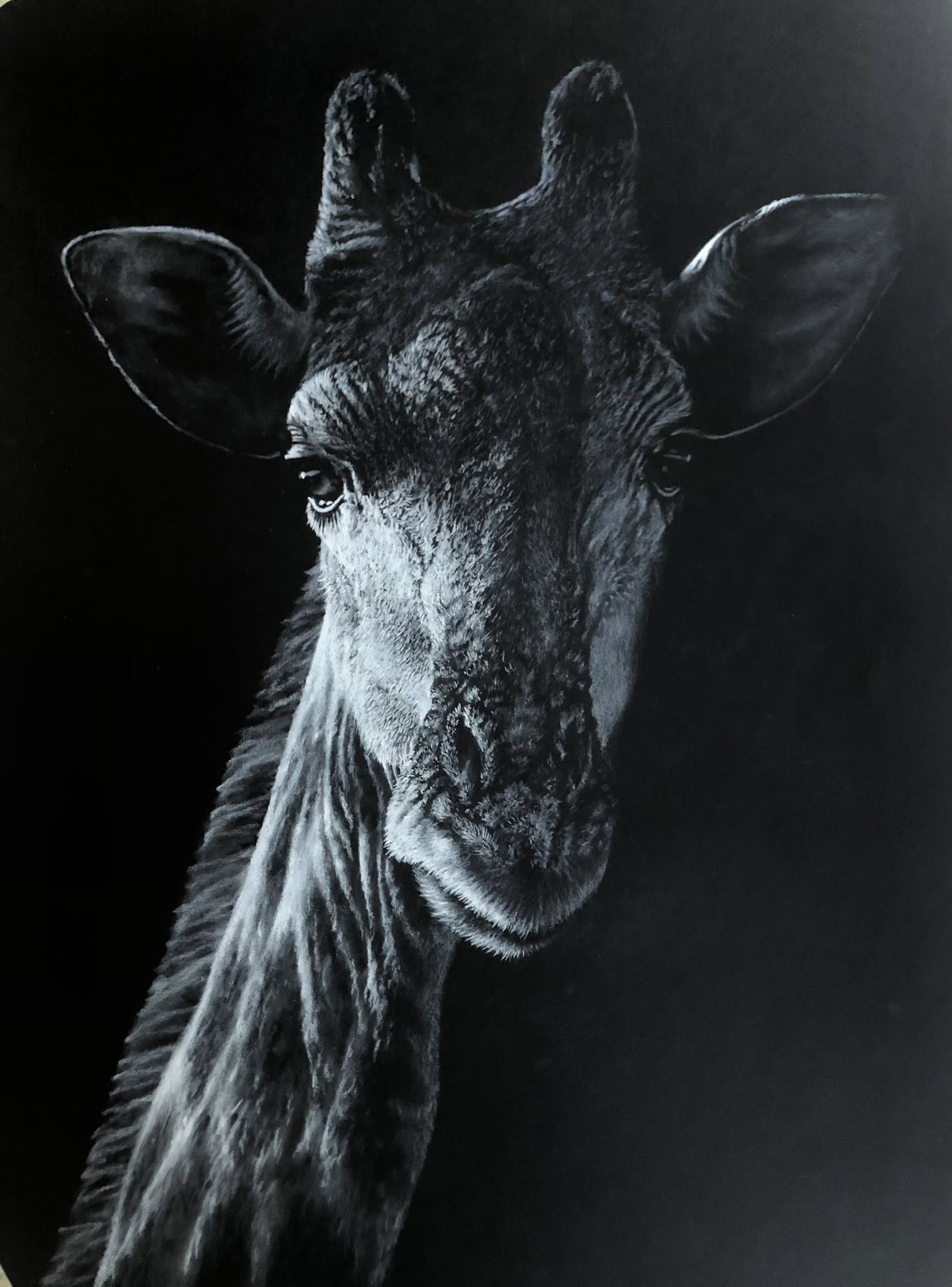 A white charcoal close-up drawing  portrait of a giraffe's head and neck against a dark background.