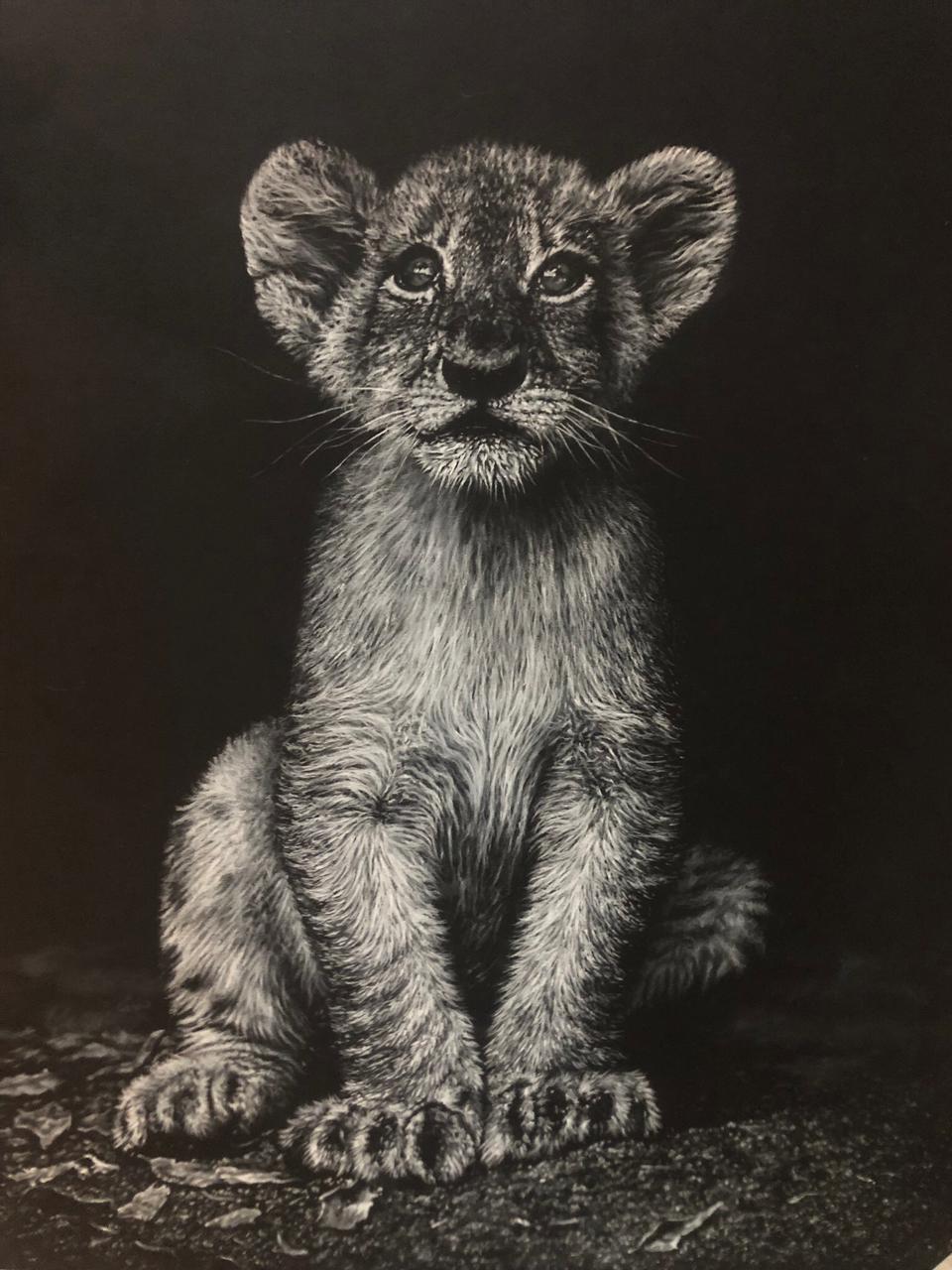 A white charcoal drawing of a young lion cub sitting upright against a dark background.