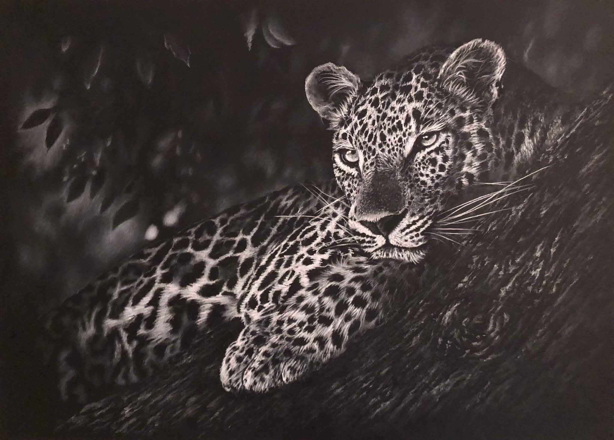 A detailed white charcoal drawing of a leopard resting on a tree branch, surrounded by dark foliage.