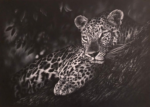 A detailed white charcoal drawing of a leopard resting on a tree branch, surrounded by dark foliage.