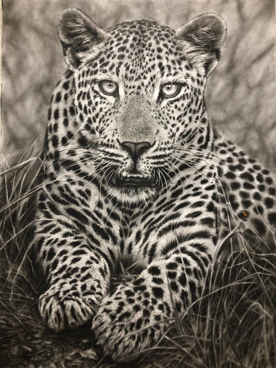 A black charcoal close-up drawing of a leopard lying in grass, filling the frame with a detailed animal portrait. 
