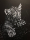 A white charcoal close-up portrait of a young lion cub resting on a dark surface, with detailed fur texture and a dark background.
