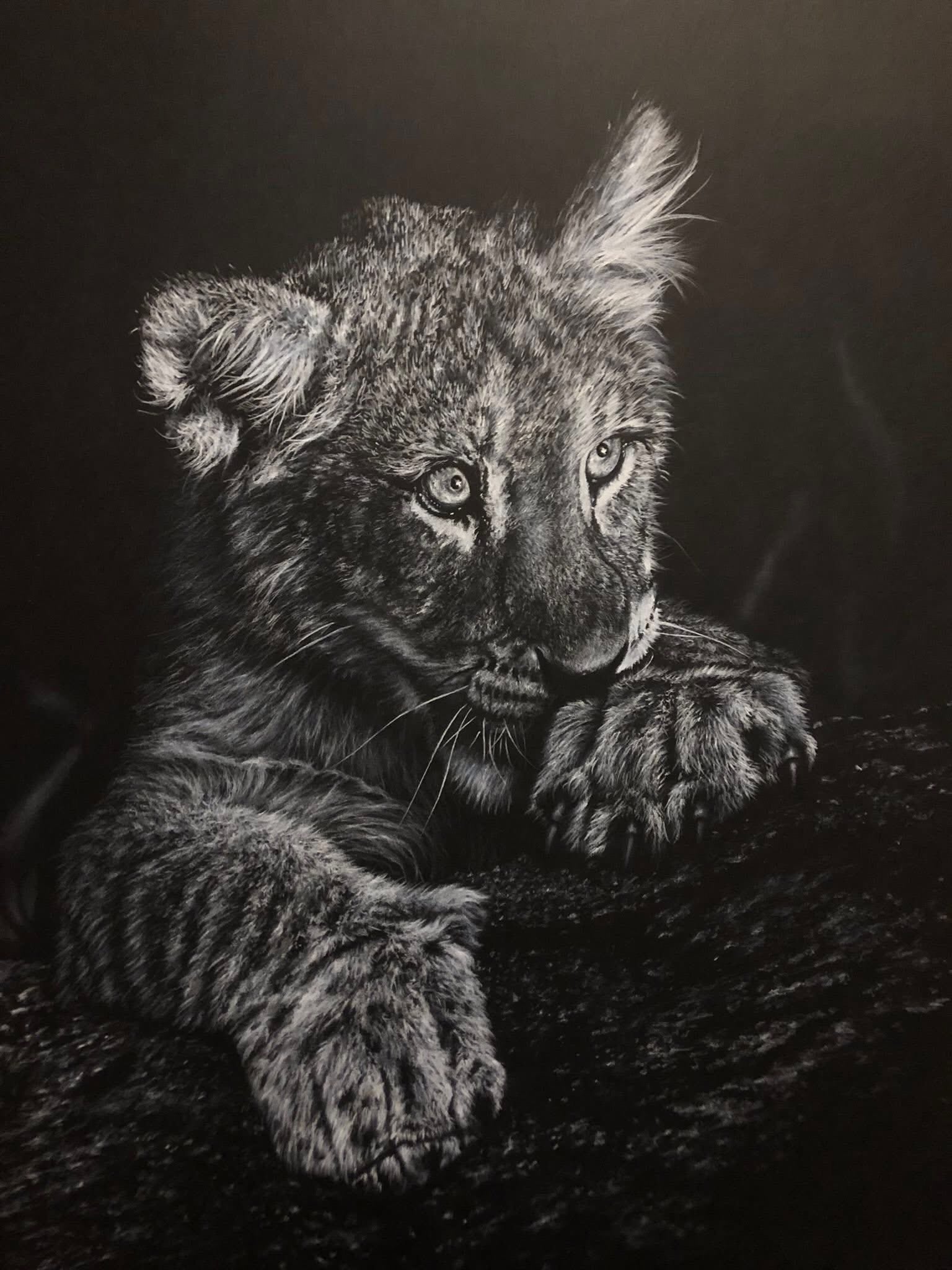 A white charcoal close-up portrait of a young lion cub resting on a dark surface, with detailed fur texture and a dark background.
