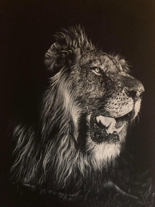 A dramatic white charcoal close-up portrait drawing of a male lion with its mouth open, set against a very dark background.