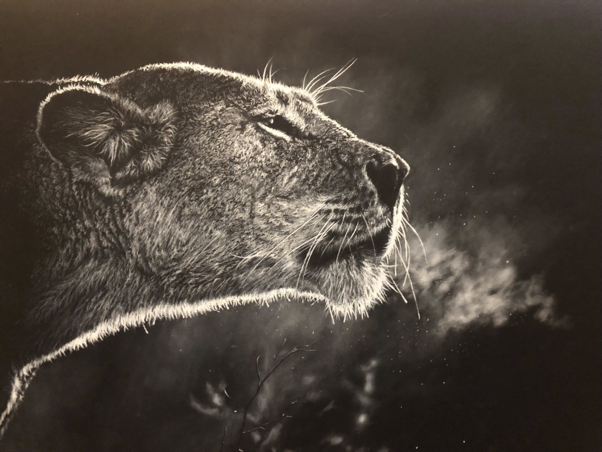 A dramatic white charcoal drawing of a close-up portrait of a lion's head in profile, with high-contrast lighting highlighting the fur against a dark smoky background.