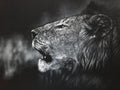 A dramatic white charcoal drawing close-up portrait of a lion's head in profile, with its mouth open, set against a dark smoky background.