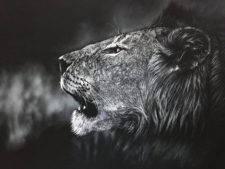 A dramatic white charcoal drawing close-up portrait of a lion's head in profile, with its mouth open, set against a dark smoky background.