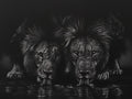 White charcoal drawing depicting two lions drinking from water, with dramatic high-contrast lighting and reflections.