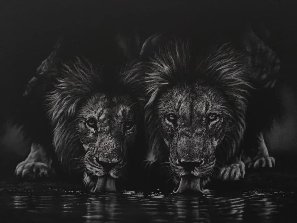 White charcoal drawing depicting two lions drinking from water, with dramatic high-contrast lighting and reflections.