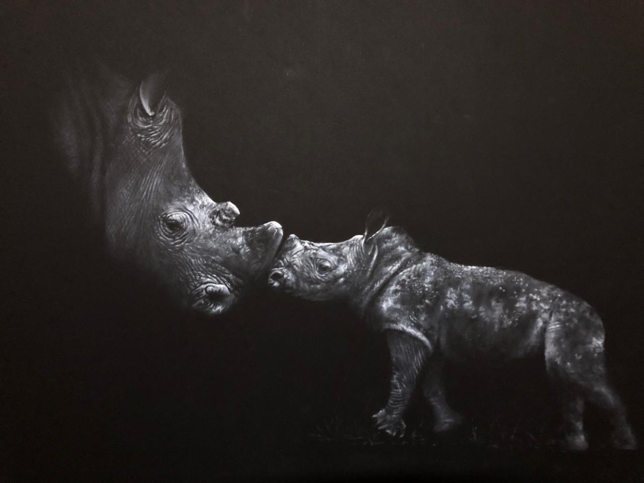 A dramatic white charcoal drawing of a white rhinoceros standing in profile facing her calf, set against a very dark background.