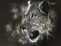 Black and white close-up portrait of a lioness in profile, with detailed fur texture and an open mouth showing teeth, set against a dark blurred background done in white charcoal