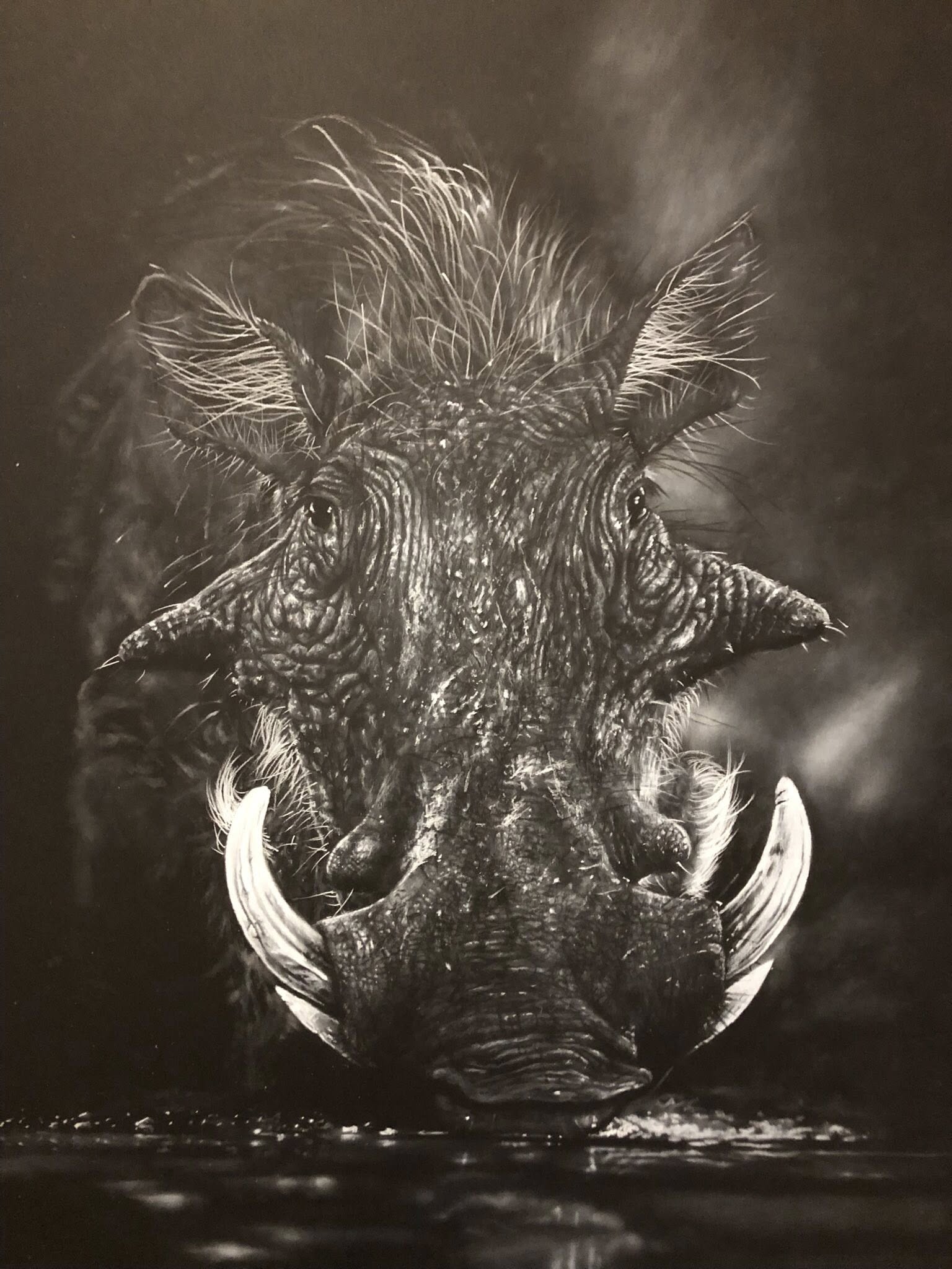 Warthog Charcoal